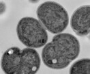 研究・テクノロジー関連のホームページを作ります 大学の准教授の会社が作るので、 業界用語が通じます！ イメージ4