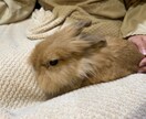 小動物関係の相談受けます 10年間動物看護師で働いてました♫ イメージ1