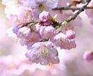 東京23区内で「この」写真を撮影します イベント用、観光スポット、SNS用の写真を撮ります イメージ1