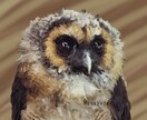 思い出に撮られました生き物をそのまんま映し出します 写真からそのまんま映し出したイラスト イメージ2