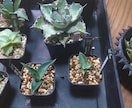 大学生が教える、観葉植物の育て方選び方教えます 観葉植物を中心に大学生の部屋の環境で枯らさないコツを伝えます イメージ4