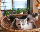 保護猫✽犬の疑問☘️質問聞きます わかってあげたい理解したいその時をお手伝いさせてもらいますね イメージ1