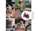 ペットの写真づくしiPhoneケースデザインします ペットのお写真をいつも眺められるケースです ベルトがポイント イメージ1