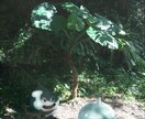 ファンタジーの世界で写真を撮ります あなたの横にモンスターやエフェクトが！？ イメージ2