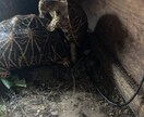 爬虫類の飼育相談を承ります 爬虫類全般の飼育相談！※専門雑誌掲載経験が複数回あります イメージ7