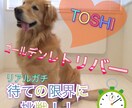 2日以内に最適で素敵なサムネイルを作成いたします 面白い動画でもサムネイルが良くなかったら観てくれません！ イメージ1