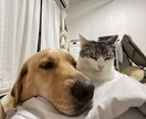 犬のお世話などの悩みをドッグトレーナーが聞きます 犬のお世話などの悩みを相談してみませんか？ イメージ2