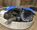 ともかく全肯定します 話すだけでスッキリすることって多いです！ぜひご利用ください！ イメージ1