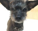 ワンコの必要カロリー計算します うちの犬、食べすぎ！？わんこの食事量管理、できていますか？ イメージ1