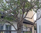 庭木の剪定、写真で相談できますます この木、切っていい？写真で解決 イメージ3