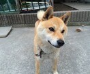 写真をイラスト風に加工します 一味違うアートにして写真を飾れる イメージ2