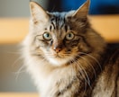 愛犬、愛猫を愛情持って撮影します 共にお住まいのペットをご家族として撮影させていただきます イメージ3