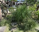 写真から剪定の切り方を提案します 木の状態を見て切り方を伝えます イメージ4