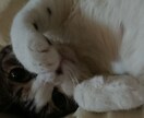 美しくなる秘法教えます 具体的な方法で一緒に爆美女爆美男になりましょう(笑) イメージ1