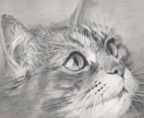 お写真を元に本格的なペットの鉛筆画を描きます かわいいペットの絵にして残しませんか？ イメージ1