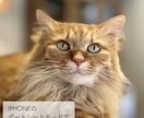 猫のプロが教える！スマホ撮影上達をサポートします 猫歴20匹×プロ18年の撮影添削 イメージ5