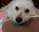 私トイプードルを飼ってます ペットといえど同じ家族です一緒に問題解決しましょう。 イメージ1