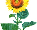 アナログイラスト！色鉛筆画で動物、植物を描きます AIイラストでは出せない味のある&温もりのある手描きイラスト イメージ1