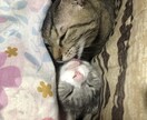 おんりけと電話してあなたの未来を考えます おんりけと一緒の時間を過ごしてみる イメージ2