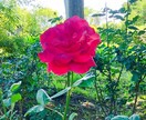 ふと誰かとお話したい方、そっとお話お聞きします 一人で悩んでいること、お話してみませんか? イメージ10