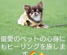 特価！臼井式レイキヒーリング人や動物の心身癒します 愛と光のレイキヒーリングで貴方を癒やします イメージ3