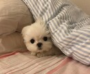 愚痴OK！泣きたい人ＯＫ！話相手になります 日々のモヤモヤはぶちまけてスッキリしてから寝ましょう！ イメージ1
