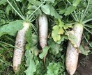 現役農家が、あなたの相談に全力でお答えします これから農家になりたい方や農家の現状を知りたい方向け！ イメージ1