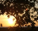 ご要望の写真があれば撮影をしに行って提供致します 一眼レフで撮影した写真を低価格でお譲りします！！ イメージ8