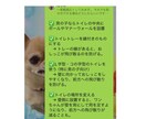 オンラインしつけ相談をします ペットとより良い暮らしに！しつけ教室の前にご相談ください！ イメージ3