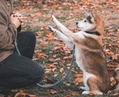 ペットの魅力を最大限に引き出した写真を撮ります 動物好きカメラマンが、とっておきの一枚の一枚を提供します！ イメージ4