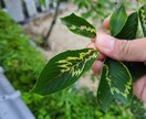 樹木医がオンラインで樹木を診断します 大切な樹の調子が悪い、その「なんで？」にお答えします。 イメージ1