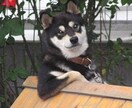面接用の文章作成致します 面接で使う作文・文章作成・その他アドバイス等お手伝いします イメージ1