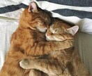 分かってもらえなかった末っ子の気持ちに寄り添います 気を遣って育ってきたあなたの思いを受け止めます。 イメージ10