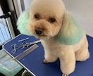 犬のしつけやサロンでのお悩みにお答えします 現役トリマーより！サロンのスタイルや無駄吠え悩んでませんか？ イメージ6