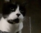 ペットちゃんについて【詳しく】占います ペットちゃんの気持ちや性格、接し方など。犬、猫、その他可 イメージ1