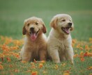 たっぷり１ヶ月、ゆったりとあなたに寄り添います 毎日ライン感覚で♪朝・昼・晩とゆるりとお話しましょう イメージ4