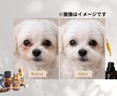 犬猫のためのナチュラルアロマケアをお伝えします お家でできる、やさしいペットケア習慣 イメージ4