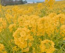 心の問題やいじめ、恋愛、復縁、など何でも乗ります あなたの幸せの為に全力で乗ります！ イメージ1