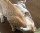 猫の飼い方を教えます 猫を飼って数年今では五匹の猫を飼っています イメージ3