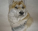 犬や猫の絵を描きます 画像からえんぴつや顔彩で絵を描きます。 イメージ9