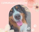 質問2つ　大切な動物さんとお話しいたします アニマルコミュニケーション　質問2つ　伝えたいこと1つ イメージ1