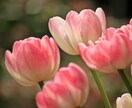 対話しながら恋愛を占います ❤️あなた様のペースでご相談下さい。時間の縛りはありません イメージ1