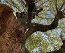 霊視で占います 生まれつき霊視で相手の気持ちや将来の映像がみえます！ イメージ3