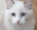 ペットの可愛い瞬間を出張撮影いたします 猫2匹と暮らすカメラマンがペットの記念撮影を行います！ イメージ6