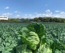 家庭菜園で失敗しにくい野菜作りのコツ教えます 現役農家として年間多品目の野菜を栽培してます イメージ1