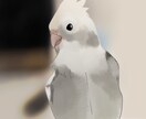 あなたの可愛いペットの鳥ちゃんを可愛く描きます 鳥ちゃんの絵を50枚以上描いてきた者が描きます！ イメージ1