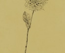 商用可  ボタニカル(植物)イラスト描きます 温かみのある線画のボタニカル(植物)イラスト イメージ7