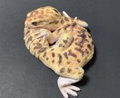 お客様のお望みの立体物、造形物作ります 。人の胸像も作れます。誕生日、記念日にぜひご活用ください！ イメージ2