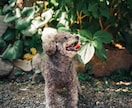 愛するペットとの幸せな瞬間を写真に残します 愛するペットとの特別な瞬間を形に イメージ2