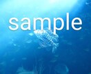 水族館の生き物の画像提供します 背景などに使えそうな5枚を選びました。 イメージ1